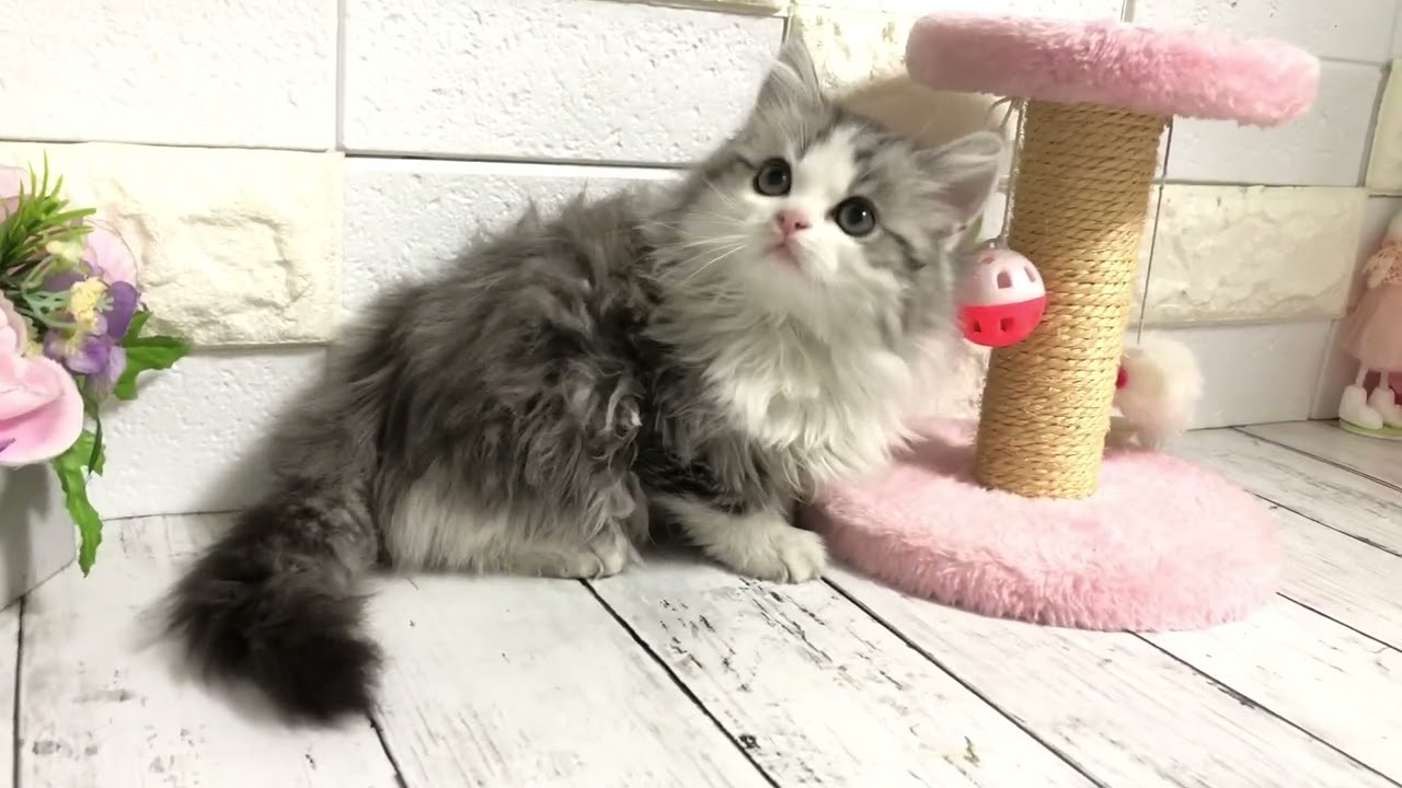 マット×もっくんから生まれたミヌエットの長足くん①