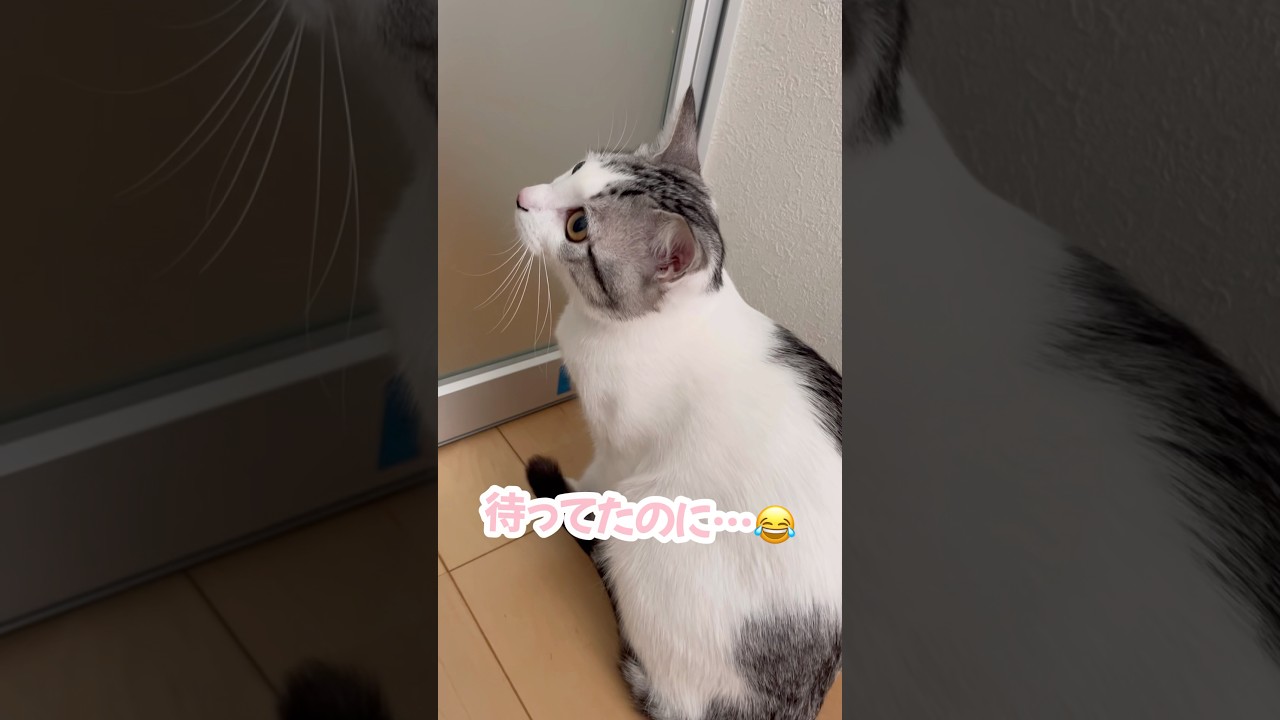 ハスキー姉妹の帰りを待ってたのにスルーされる子猫 #シベリアンハスキー #ハスキー #子猫