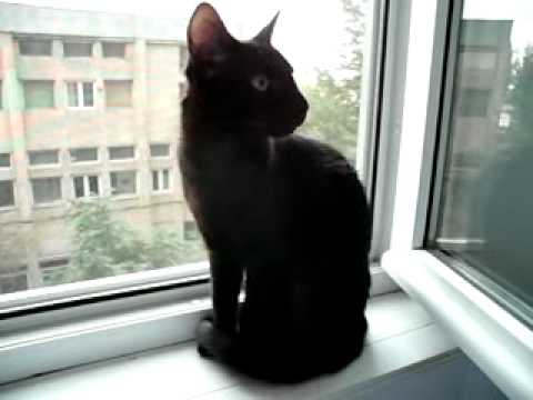My beautiful Havana Brown Cat (Lady).avi