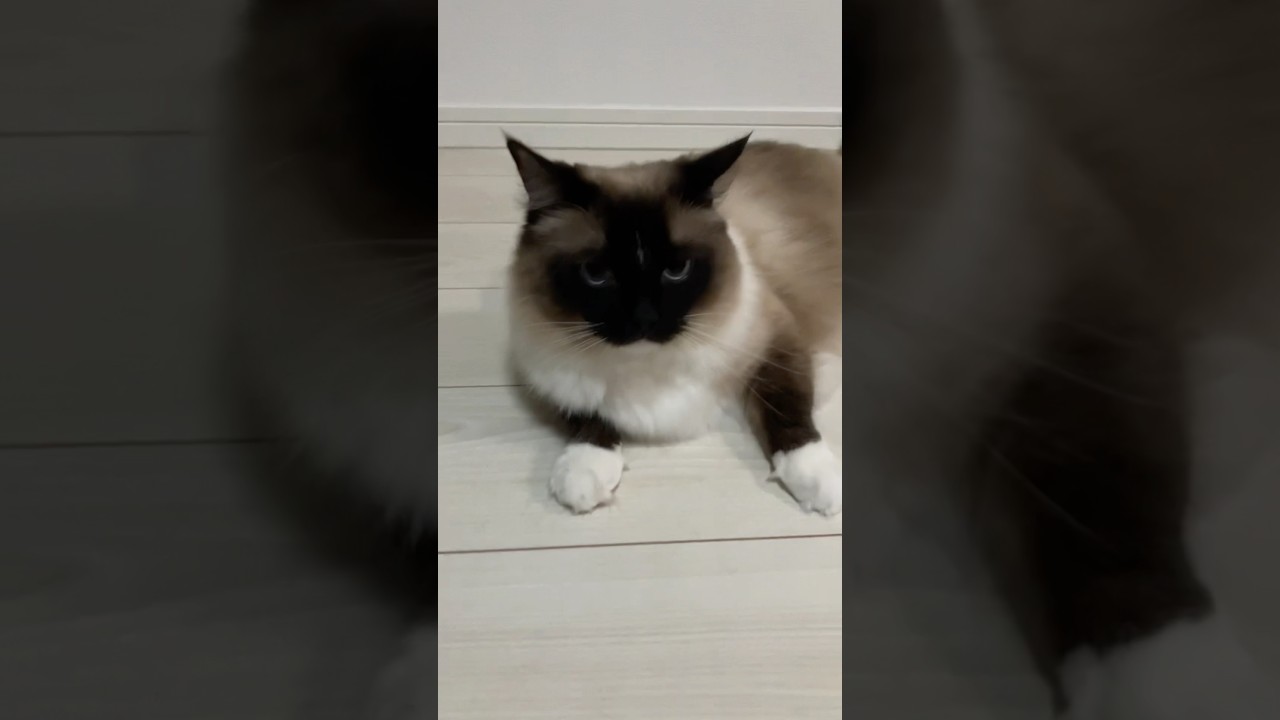 ラグドールのたぬきみたい猫達の日常 #ragdoll #ragdolls #cat #ragdollparcore #猫のいる暮らし #子ネコ #ラグドール @tanutoko