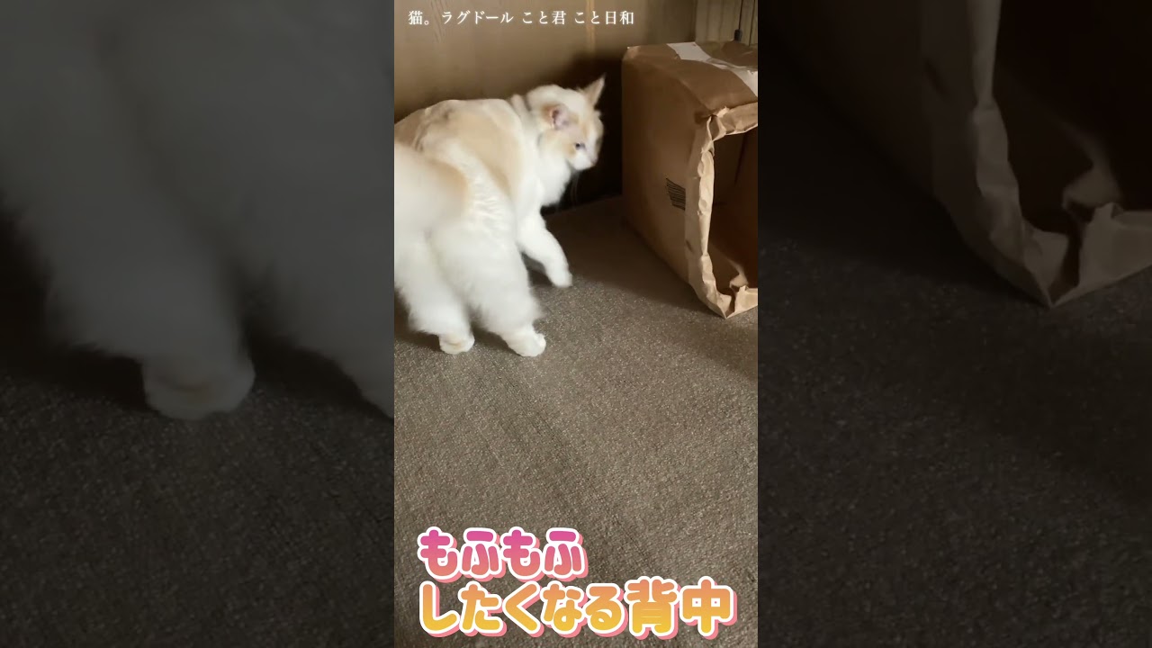 猫。もふもふしたくなる背中！#shorts