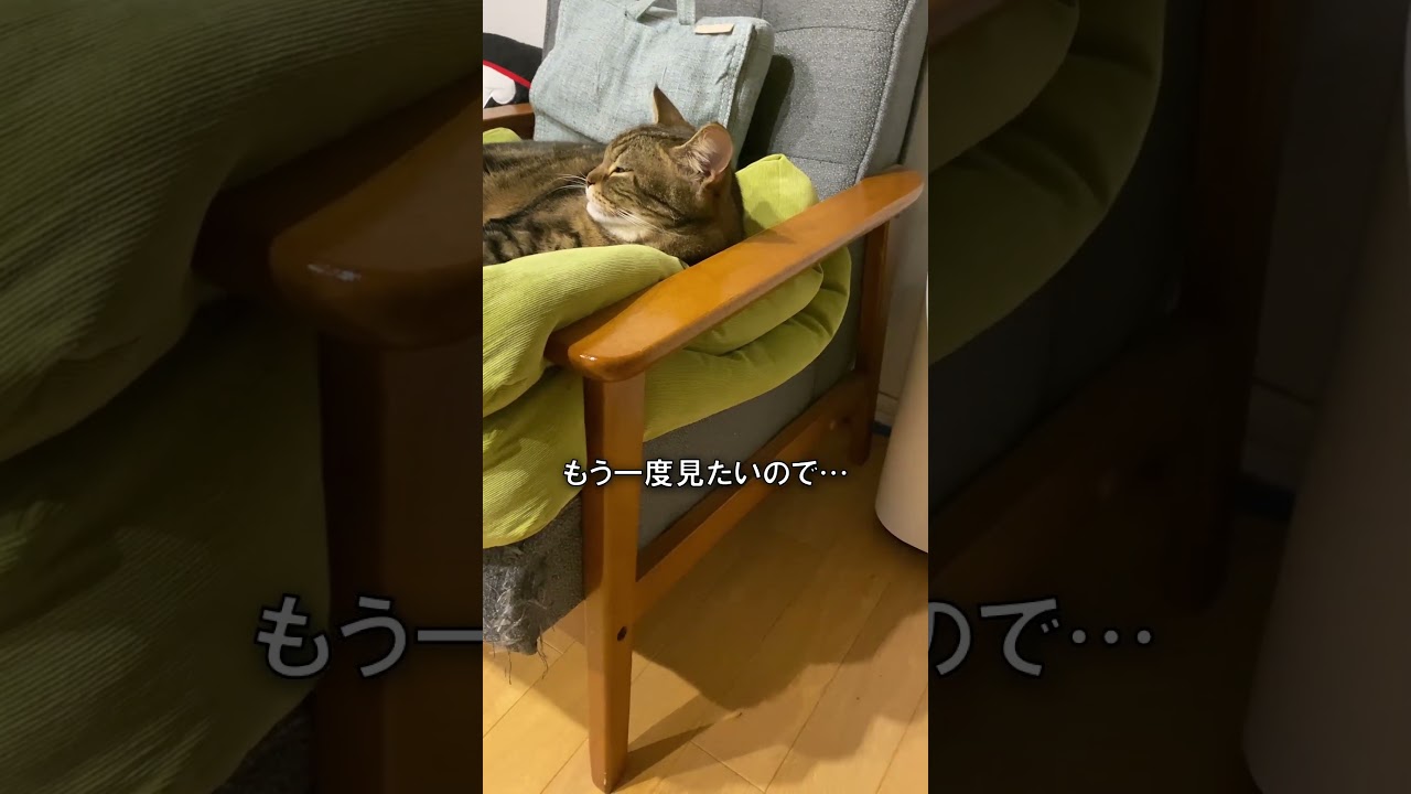 わかってるネコ【アメショのほっけ】 #猫