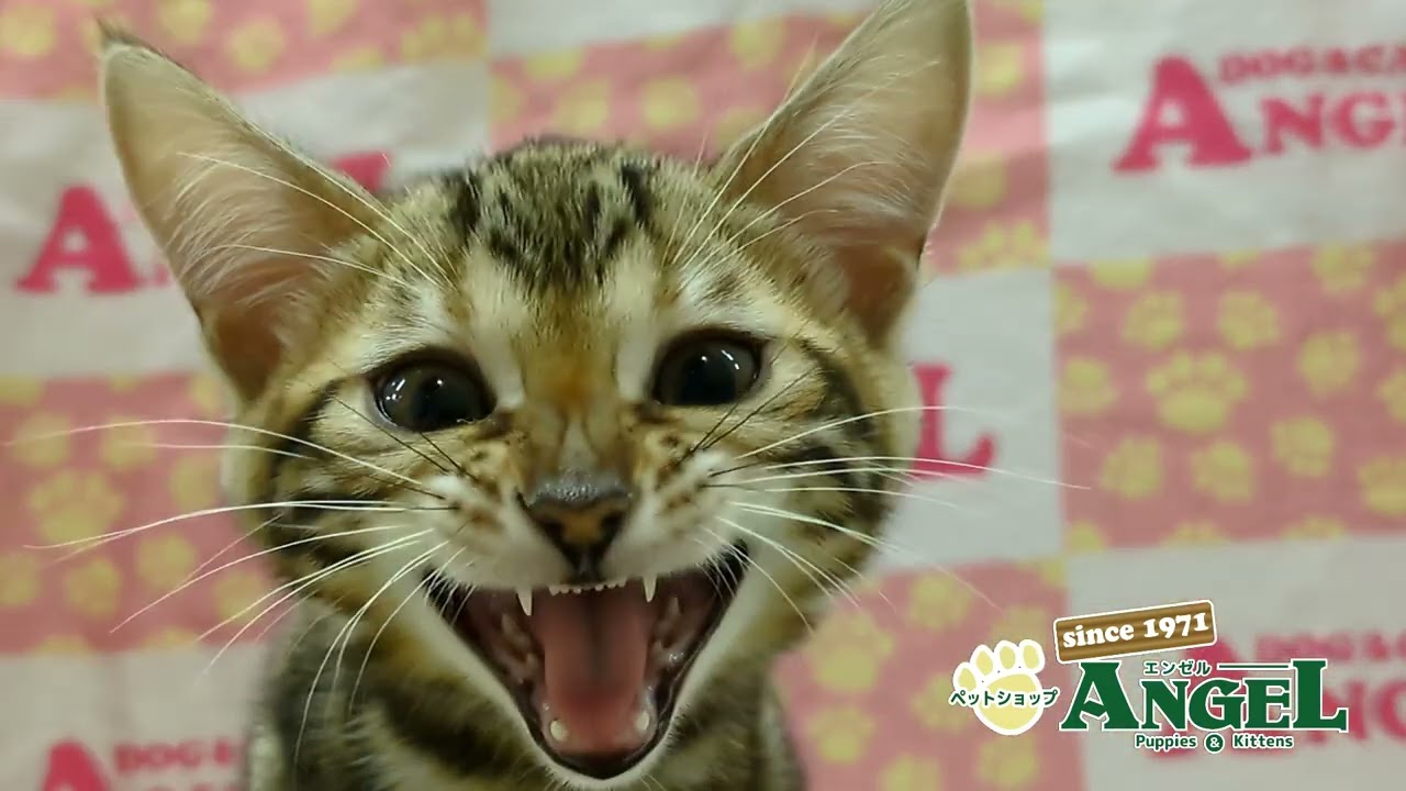 ベンガル 2504003 【ペットショップエンゼル　子犬・子猫販売】
