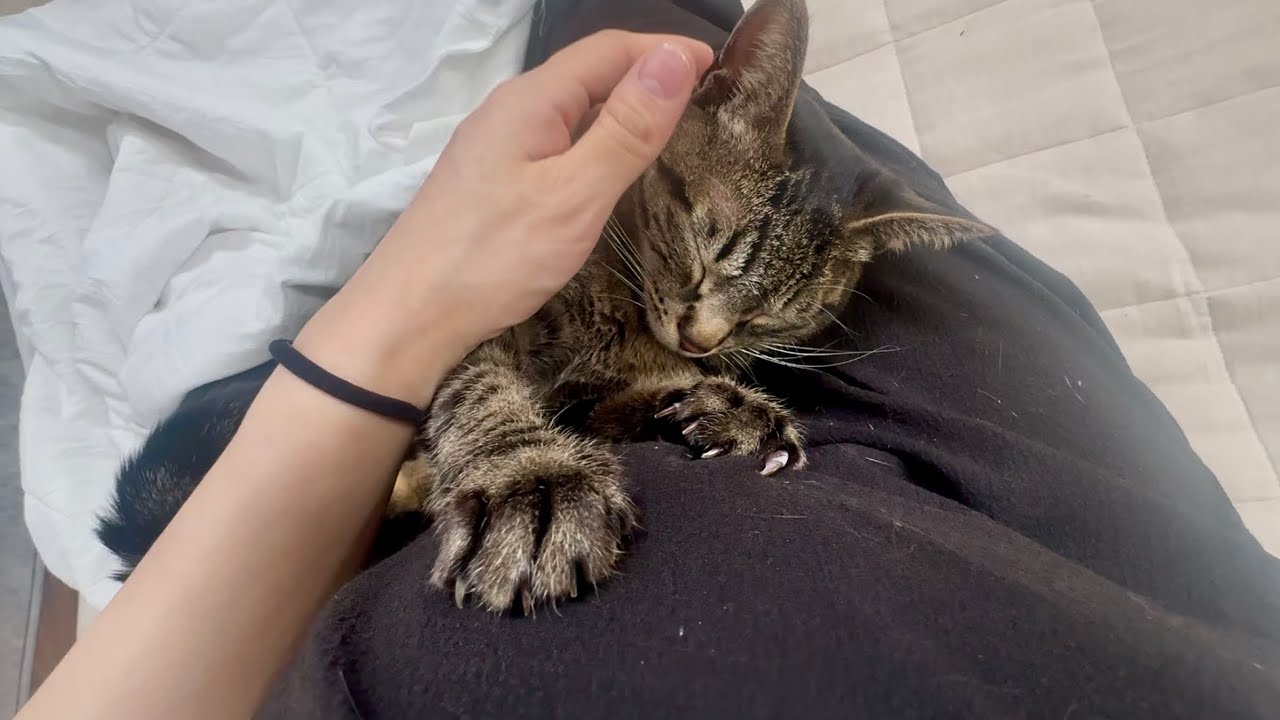 ママのお腹に赤ちゃんがいると気づいた超優しい猫がこうなりました