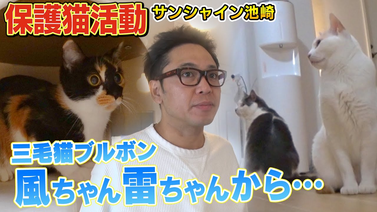 【保護猫活動】サンシャイン池崎さんの自宅で預かっている新入りネコのブルボンが深夜に…