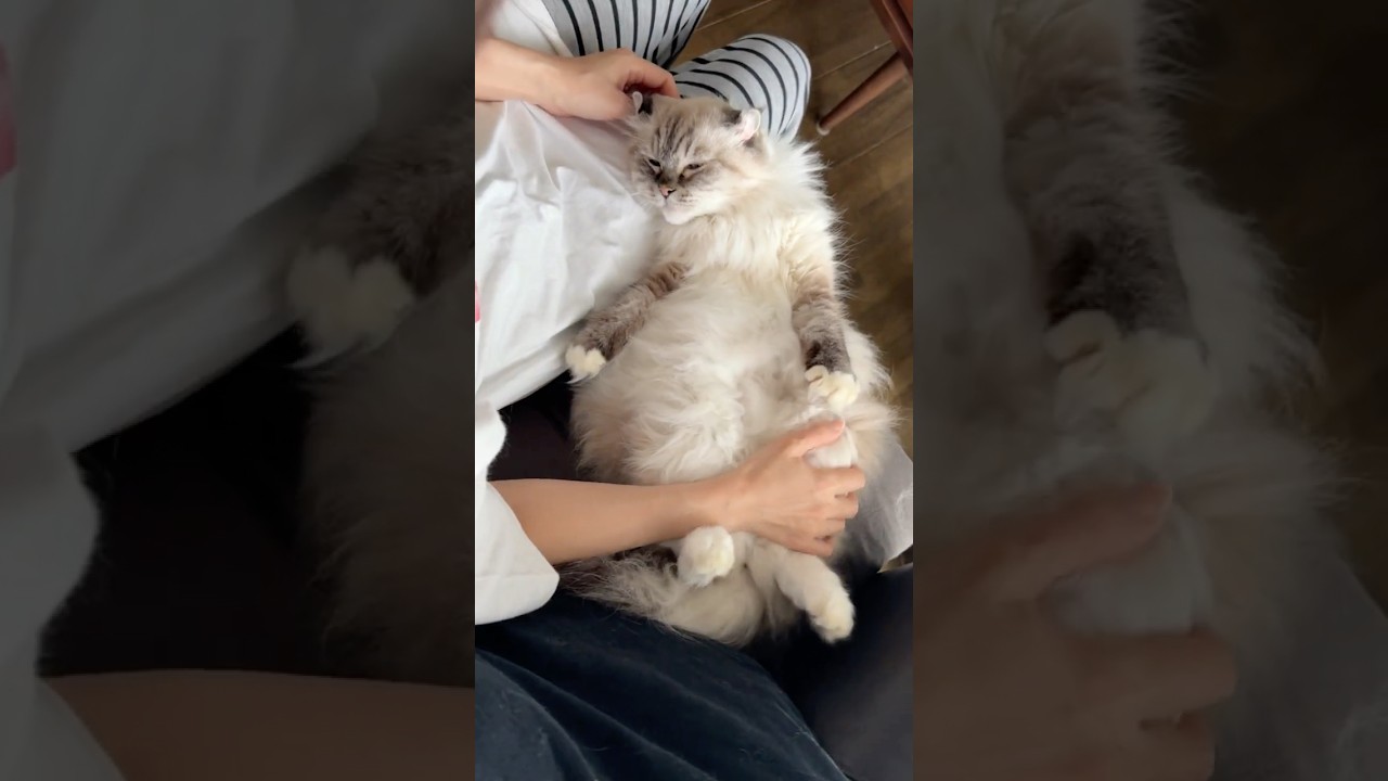 一緒に過ごす幸せな時間✨16歳のラグドール😸クラちゃん #猫のいる暮らし #猫 #ラグドール