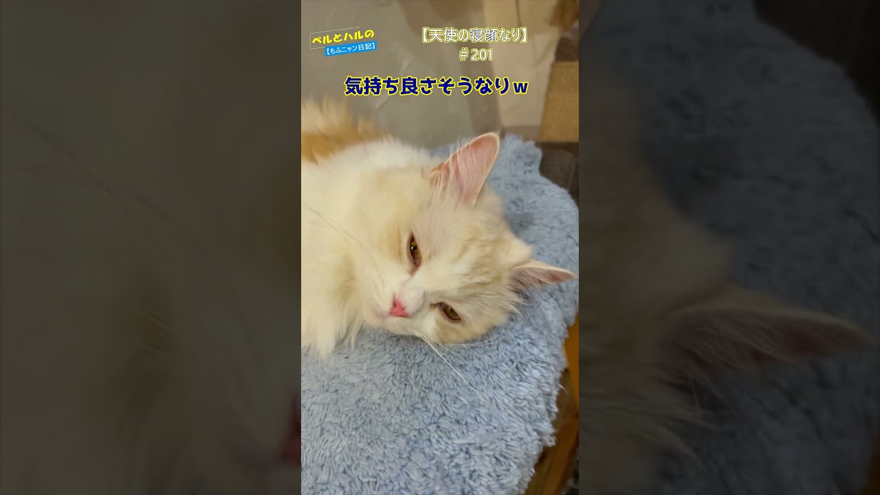 【天使の寝顔なり】（201）＃ねこ＃セルカークレックス＃白＃モフモフ＃ #長毛猫 #cat