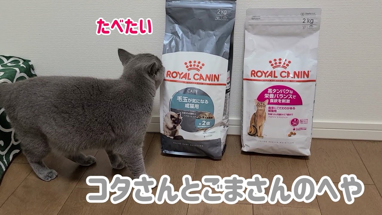 【我が家のフード】ロイヤルカナン二種類をブレンド【ブリティッシュショートヘア】【茶トラ】