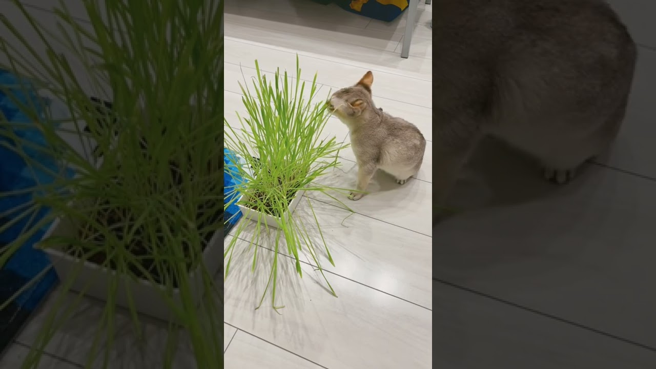 [可愛いすぎる] シンガプーラの子猫くん、草を食べる。