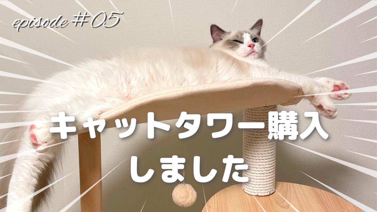 キャットタワー購入しました | ラグドール | 猫との暮らし【vlog#5】