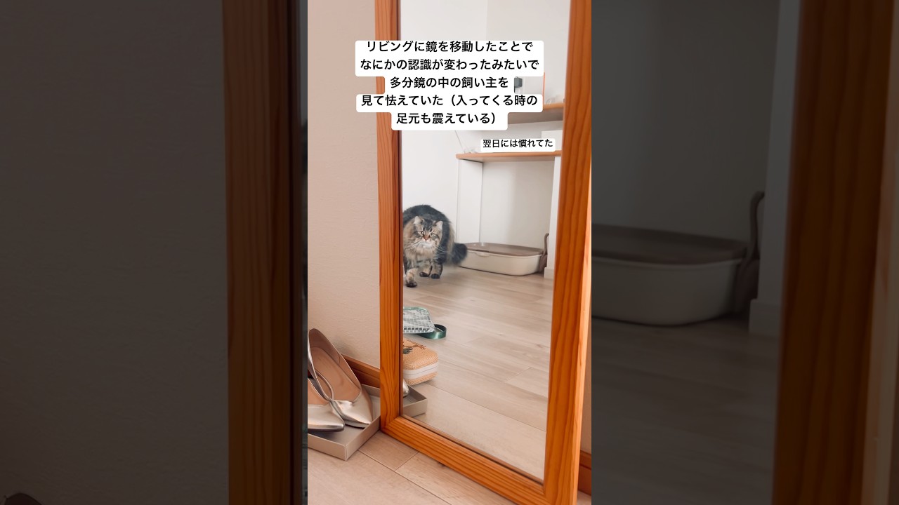 鏡にビビりちらかす猫たん② #猫 #サイベリアン #鏡