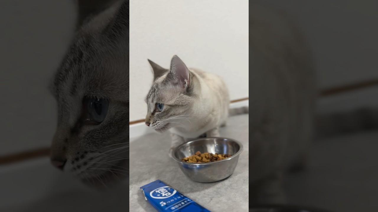 懐石のご飯が美味しいらしい！！　#懐石 #シャムトラ #元保護猫 #シャムミックス  #cat #猫耳 #kitten  #猫耳 #siamesemix