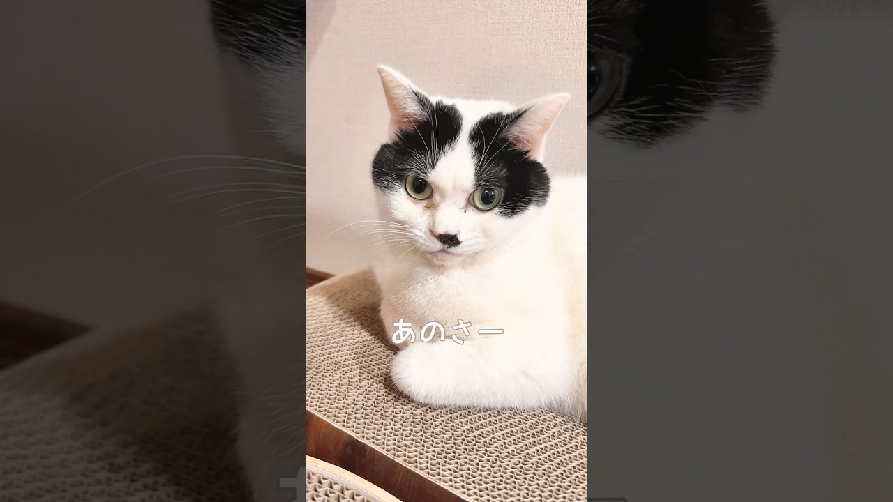 【猫アフレコ】裏返された爪とぎについて語るハチワレ風ぶち猫 #猫 #保護猫 #ハチワレ