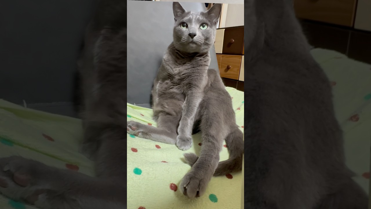 【ロシアンブルー】めろん人っぽいです🫢【猫】#shorts
