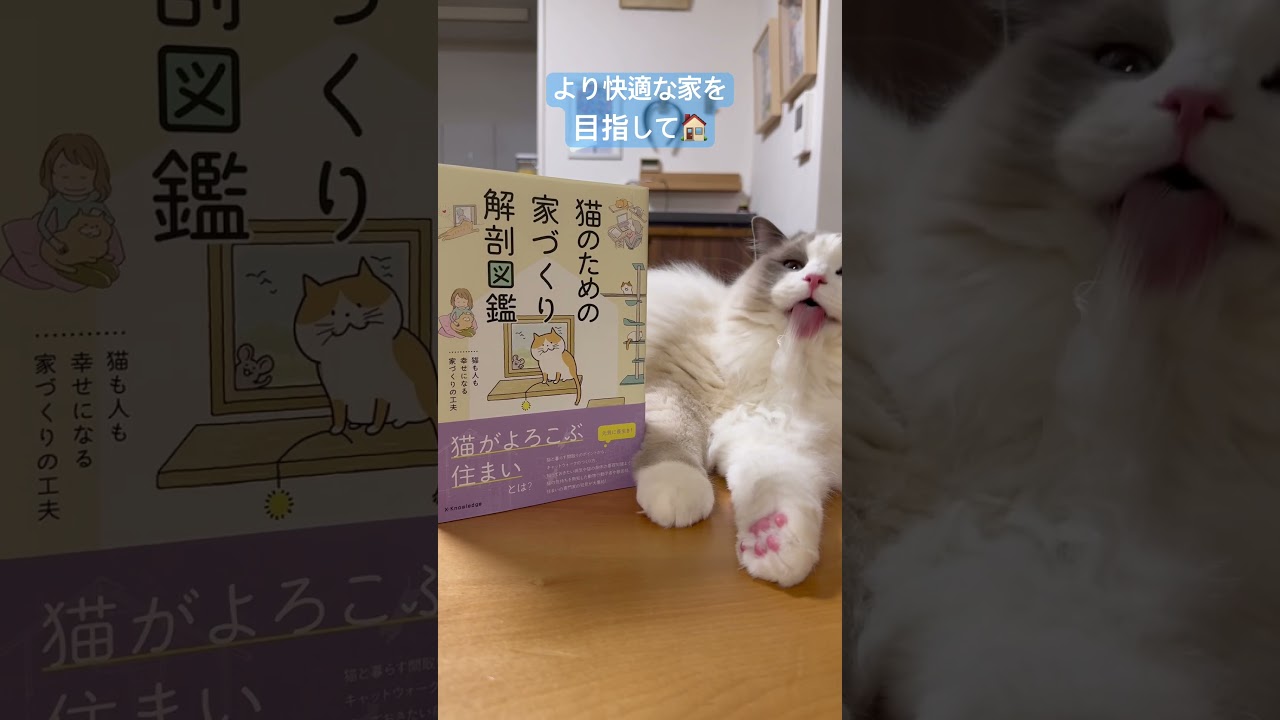 快適な猫ルームの為に🐈　#ラグドール #猫のいる生活 #猫のいる暮らし #いっぺいdialy