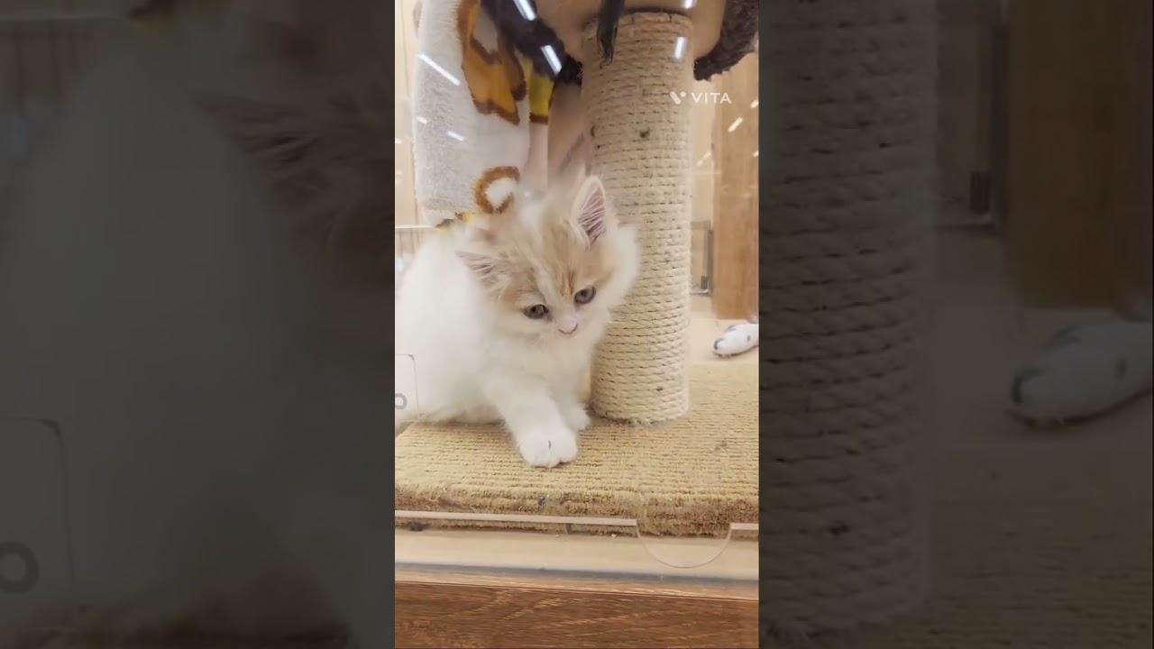 ラガちゃんが気になるブリちゃん　#shorts #pets #ブリティッシュショートヘア #ラガマフィン #cat #ペットショップ
