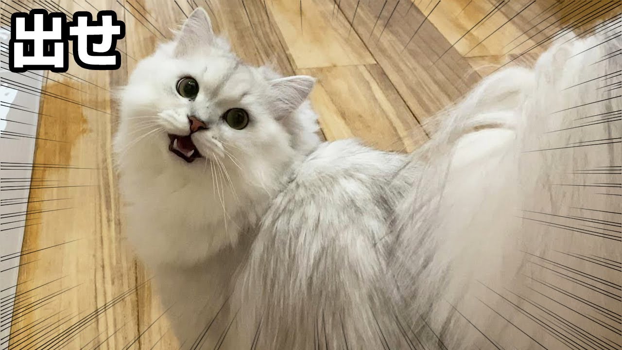 チュールの気配を感じとることができる猫【ペルシャ猫 チンチラシルバー】