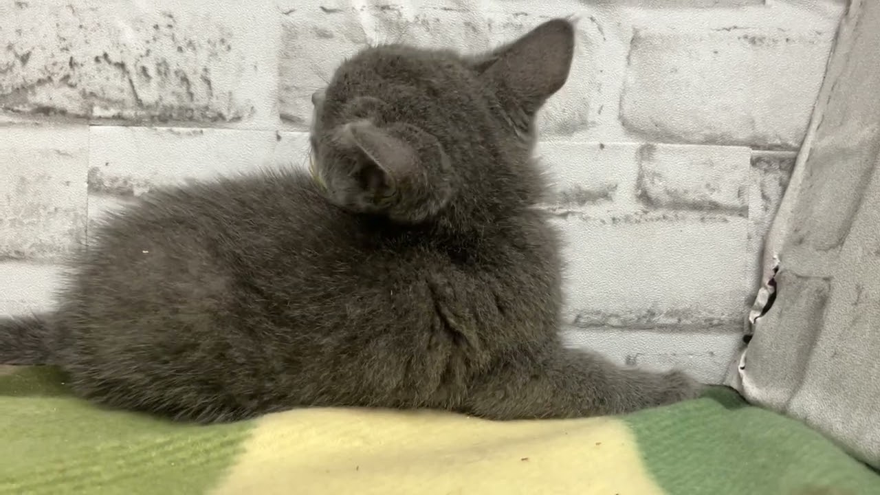 ロシアンブルー 好奇心旺盛で元気いっぱいな女の子です　あんこ赤