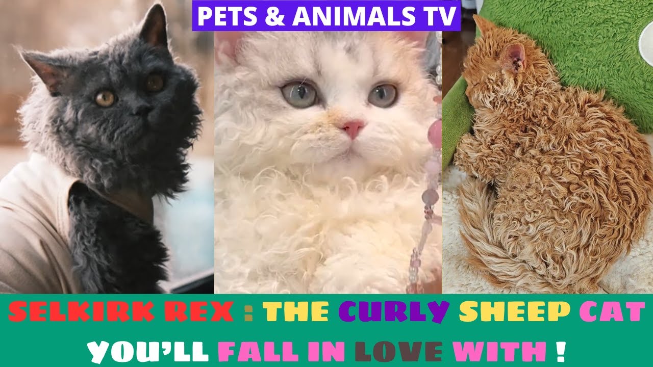 😂"SELKIRK REX : THE CURLY SHEEP CAT YOU'LL FALL IN LOVE WITH!"😺