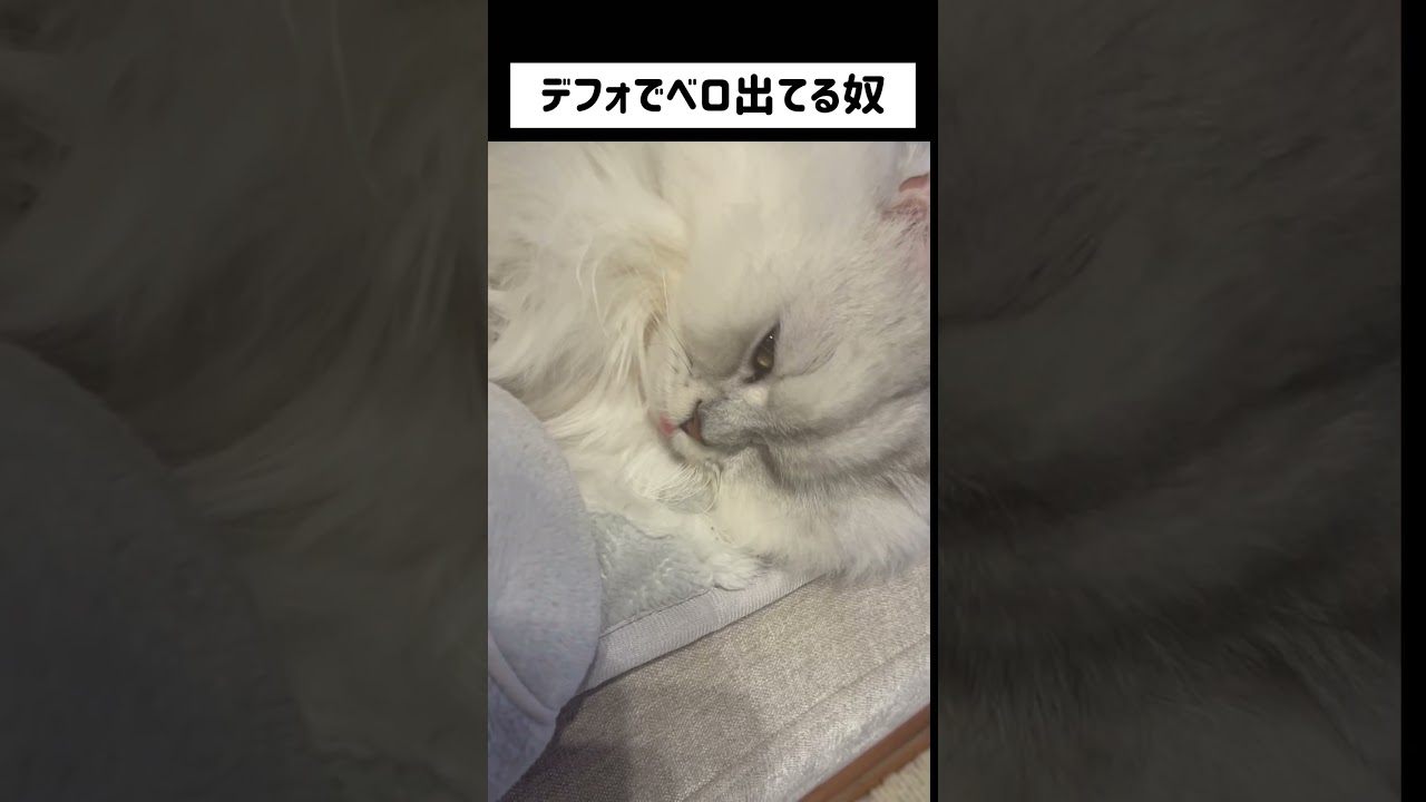 『デフォでベロ出てる奴』#ジャルジャル #お笑い #vocaloid #ペルシャ#チンチラ#猫#ねこ #猫のいる暮らし #癒し #いやし#cat  #ふわふわ