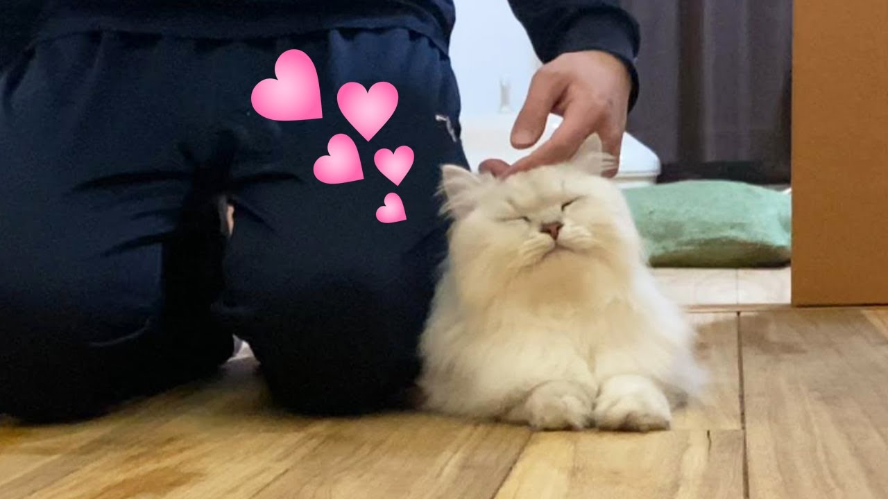 ツンデレ猫が甘えるとき【暴れ猫 ペルシャ猫】