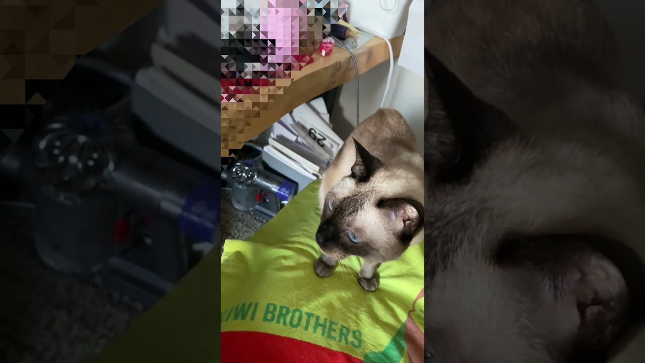 シャム猫ムーン🌙チャンネル・おやつを勢いよく食べるムーン #しゃむねこ #siamese #cat