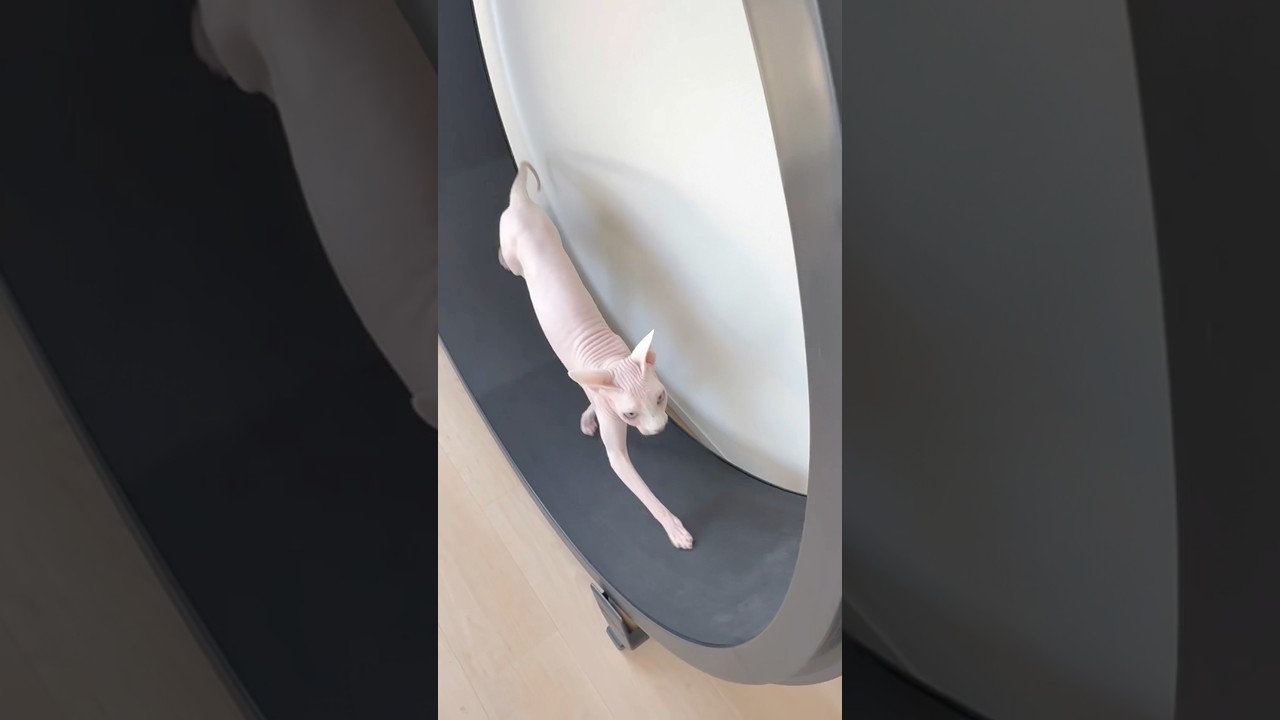 猫用ランニングマシーンが大好きな毛のない猫【スフィンクス】