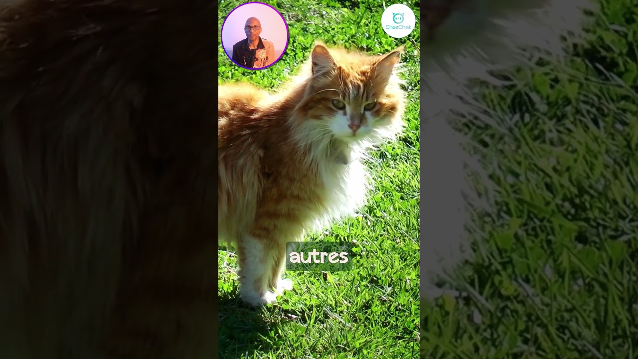 #shorts Découvre le Cymric, le chat sans queue au charme fou !