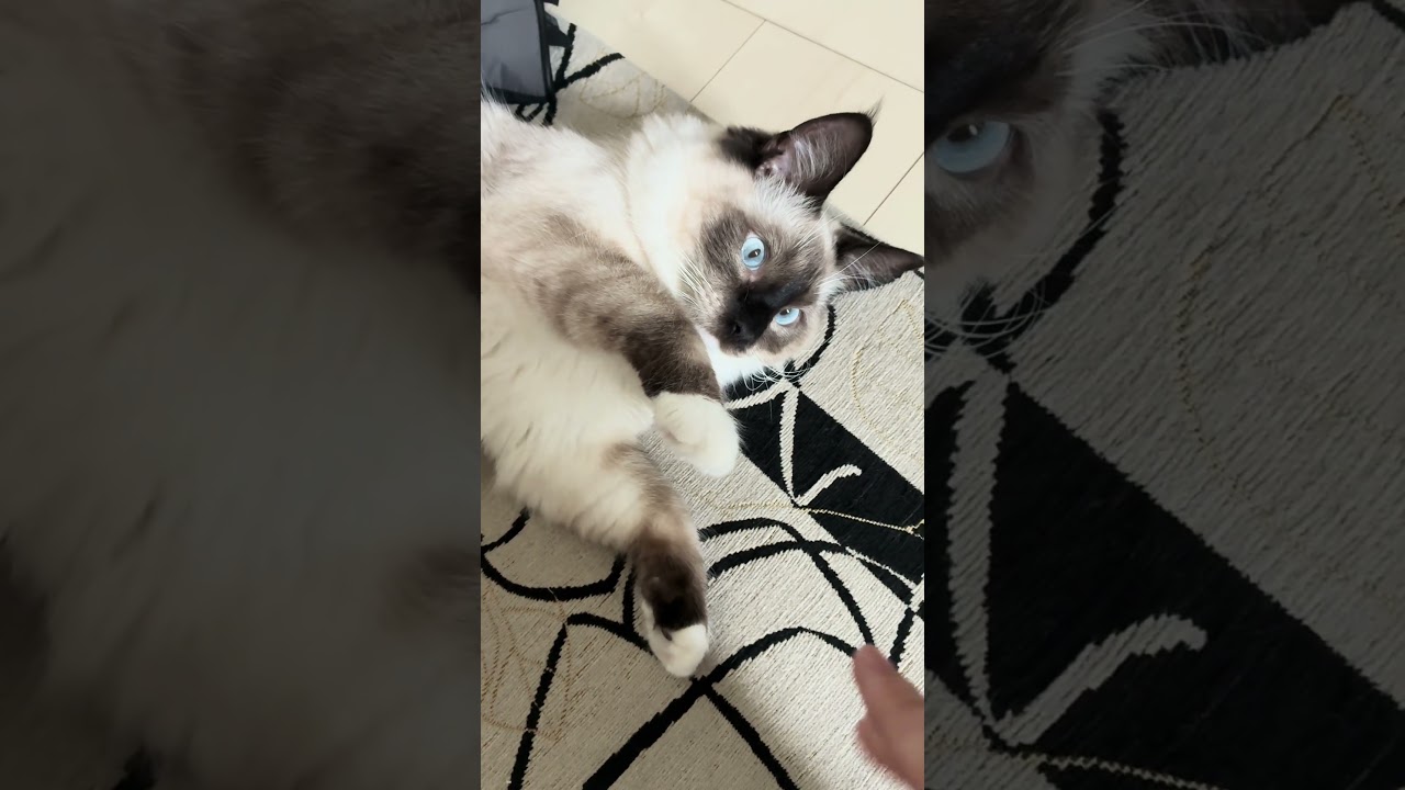 ころりんAzul #cat #ラグドール #ねこ #ねこのいる生活