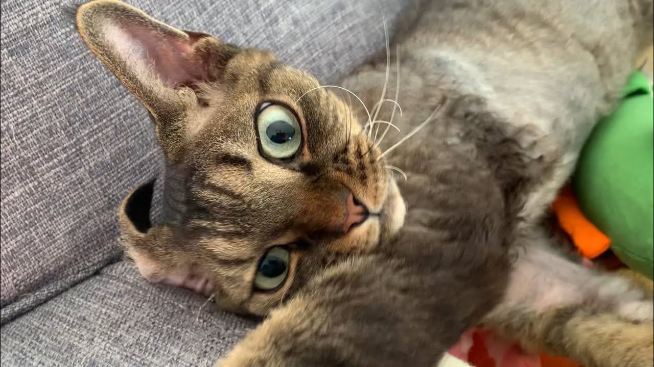 デボンレックス弟が朝ご飯のあとくつろいでいます(Devon Rex cat relaxed after breakfast)