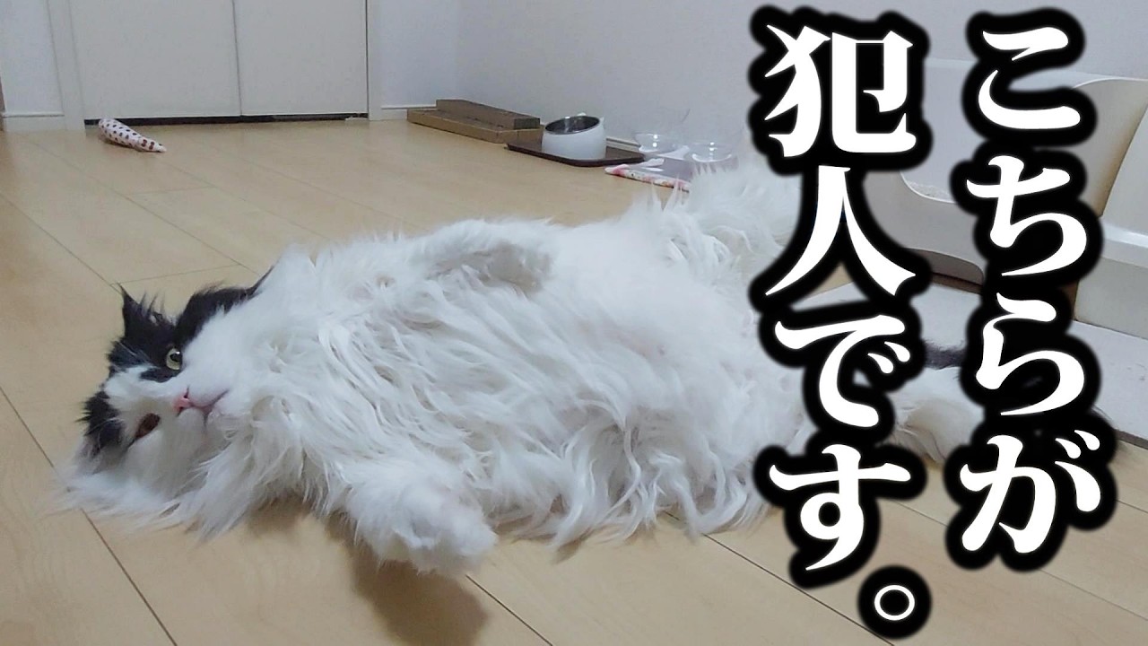 【驚愕】猫の放屁にドン引きする飼い主たち...。#スコティッシュフォールド#保護猫
