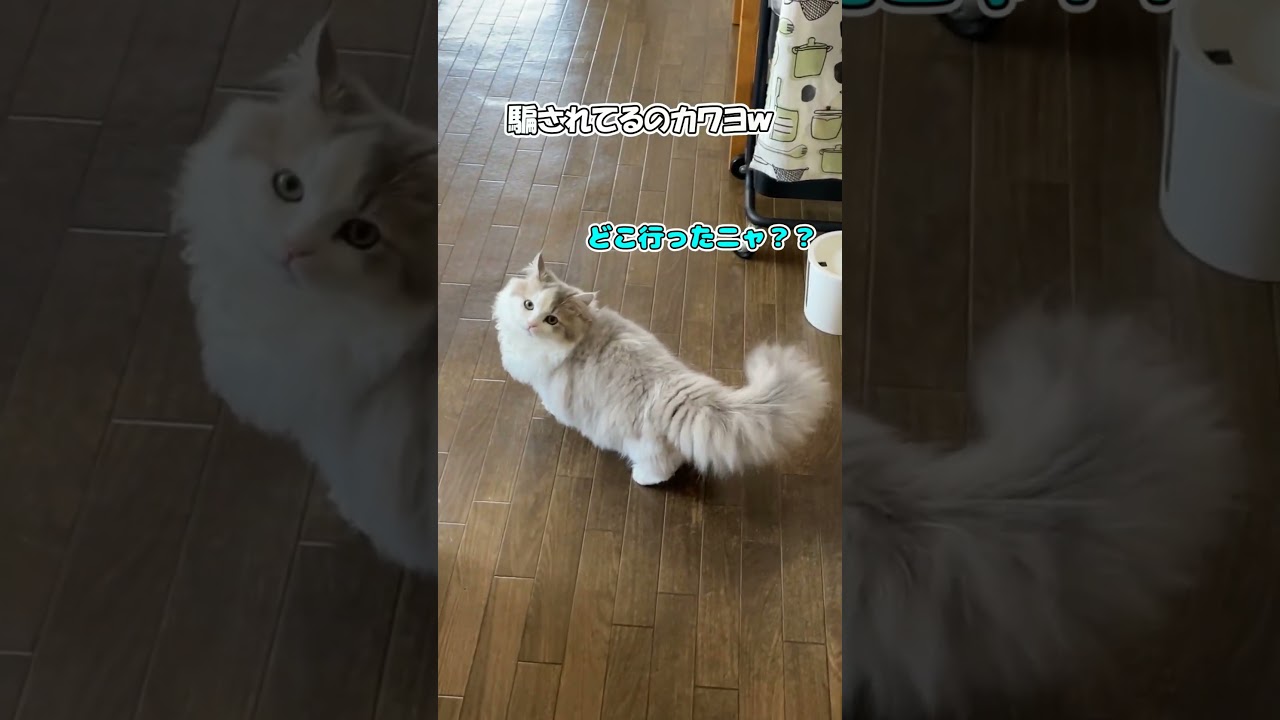 投げたフリをしたときの子ねこの反応が犬 #ミヌエット #子猫 #cat