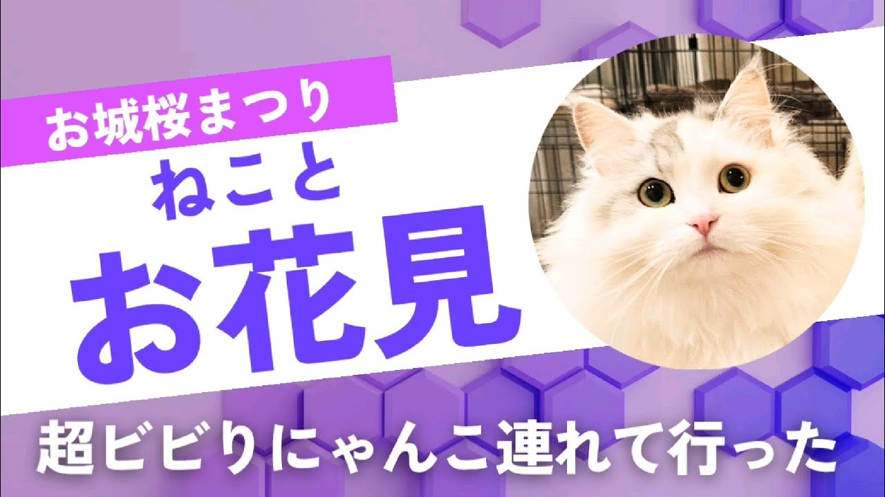 猫と一緒にお城桜祭りへ行ってきました