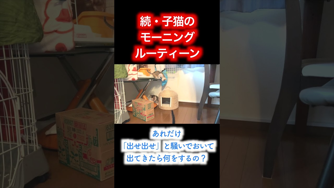 続・子猫のモーニングルーティーン