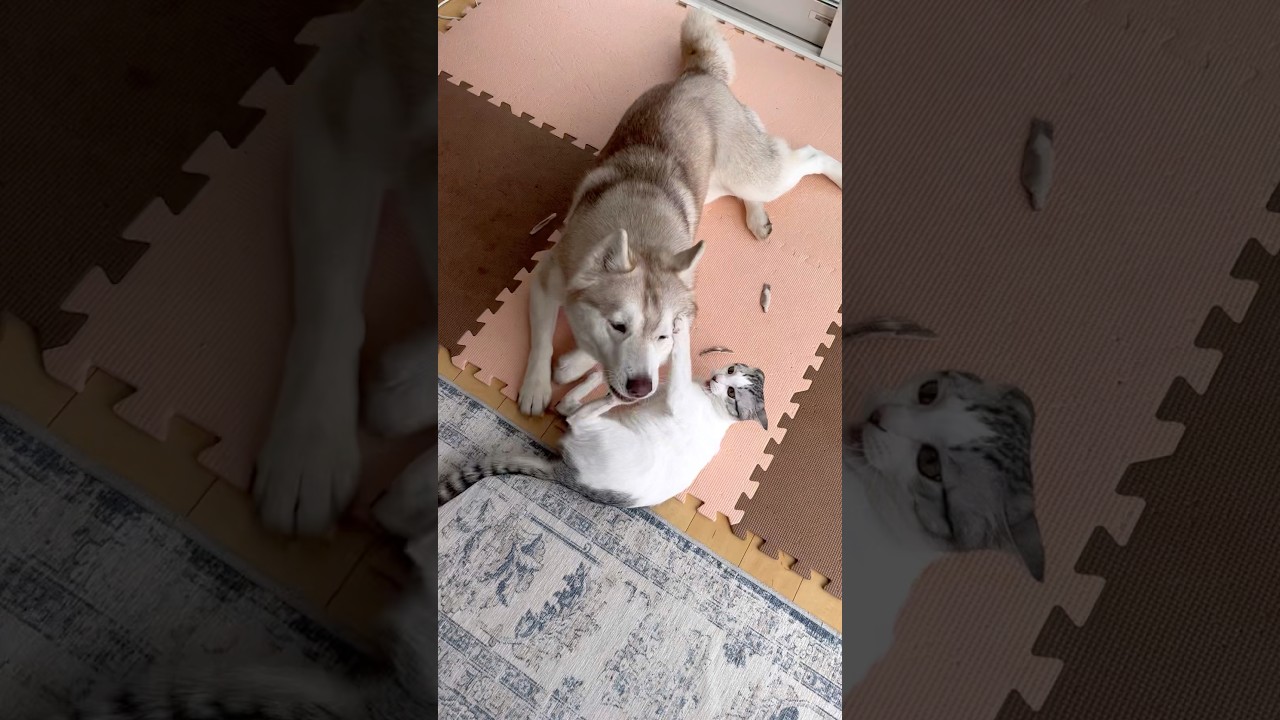 子猫に好き放題されて逃げられるハスキー #シベリアンハスキー #ハスキー #子猫