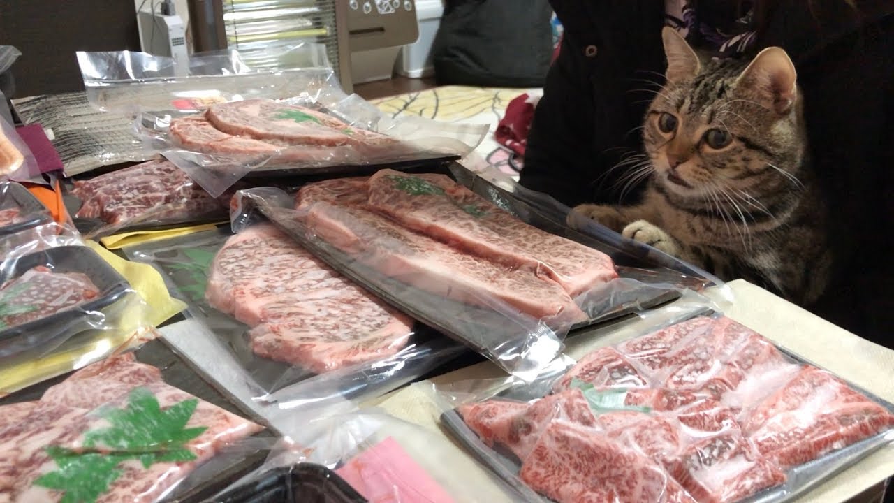 超高級焼肉パーティー中にいつの間にか参加してイタズラが止まらない猫ｗ