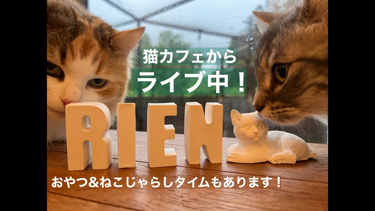 那須の猫カフェからライブ配信！　4月5日15時頃〜16時頃