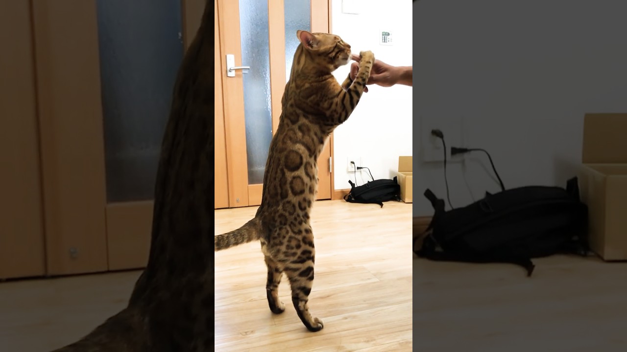 食べ方がかわいすぎるベンガル猫