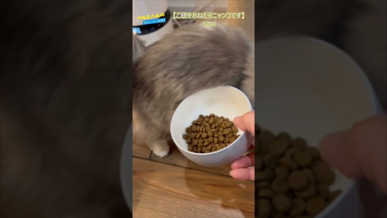【ごはんをおねだりニャンコです！】＃ニャンコ＃ねこ達＃セルカークレックス＃スコティッシュ＃長毛猫＃キャットフード＃cat