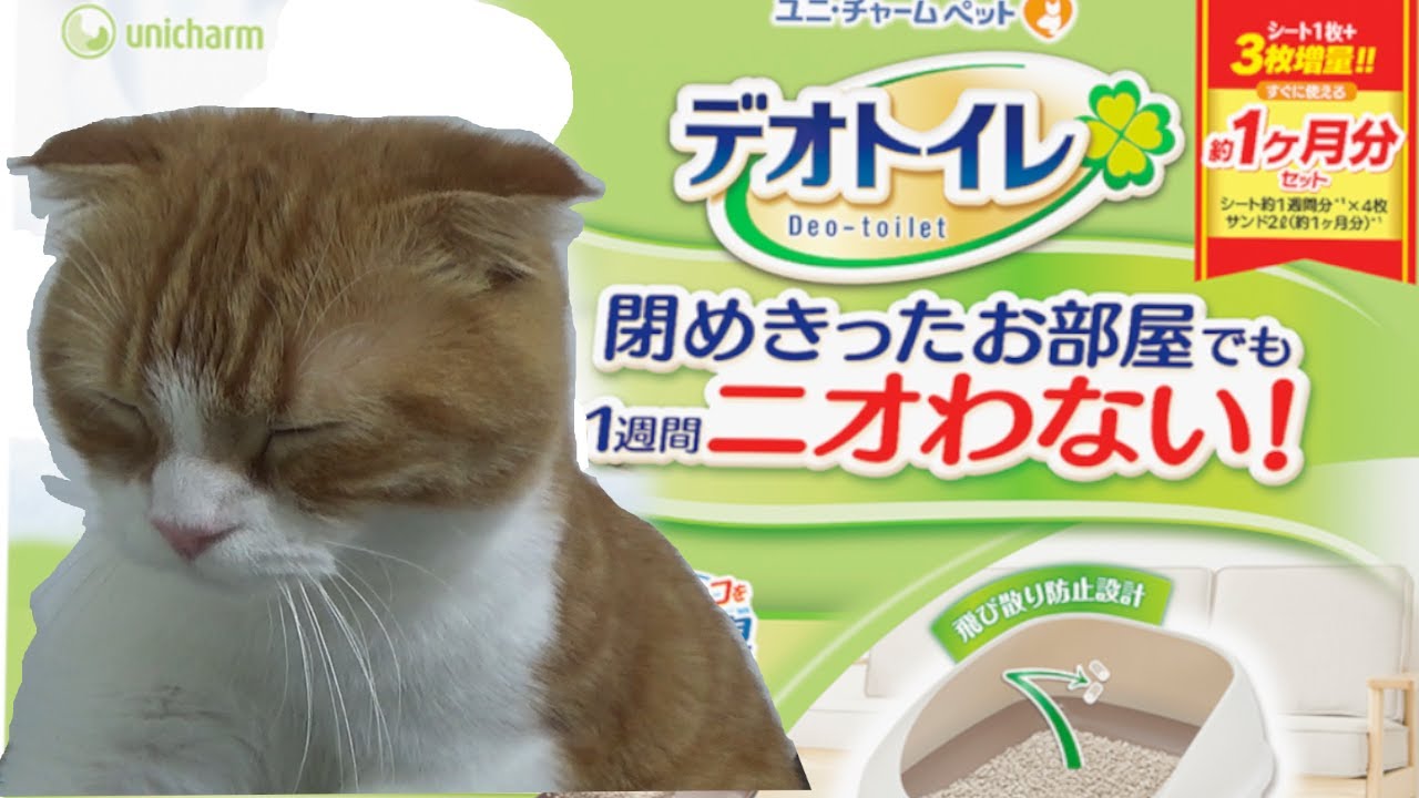 デオトイレAmazonより安く買いました。【スコティッシュフォールド】　Cat video scottish fold