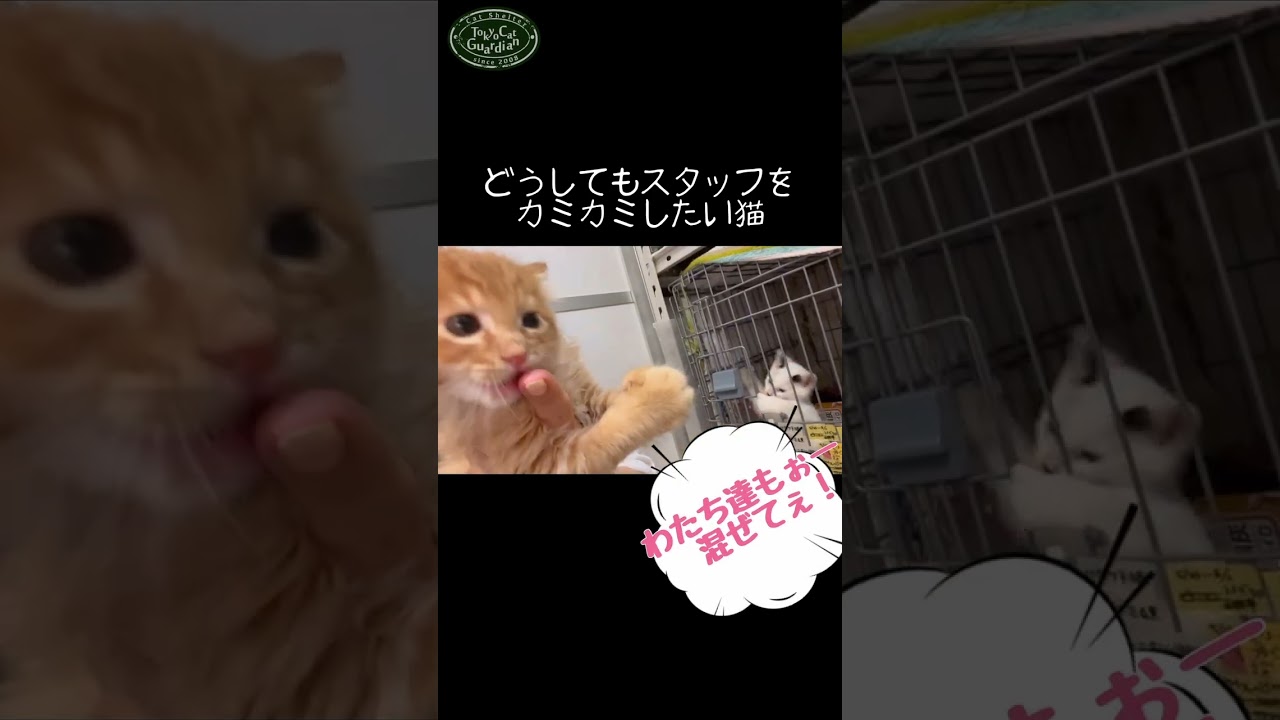 可愛すぎる子猫！指を噛みたい〜　ふわふわ茶トラ #子猫 #保護猫
