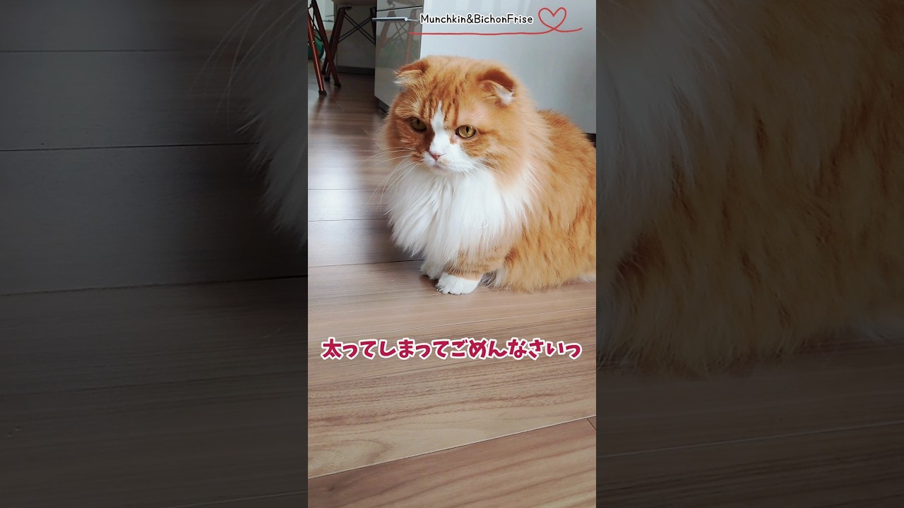 【マンチカン】太ってしまった女王猫 【犬と猫、両方飼ってると毎日かわいい♥】