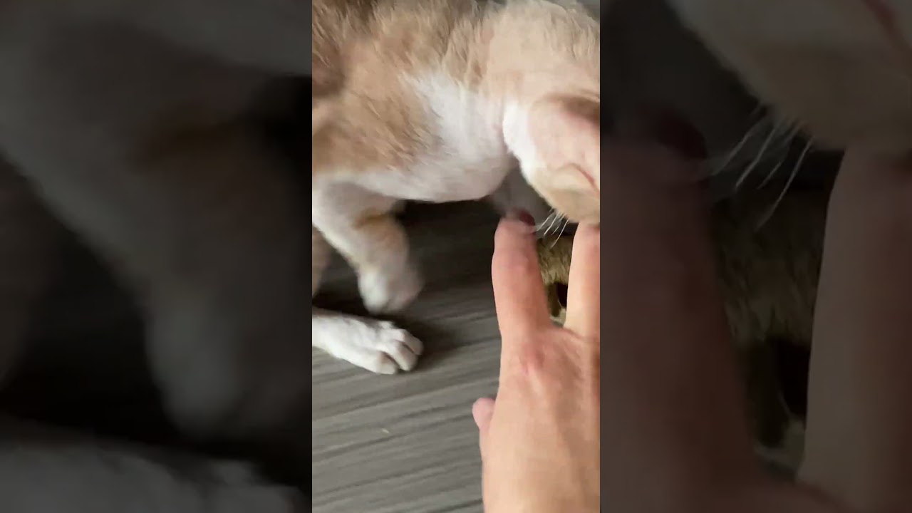 Cutest Cat Ever? This Cornish Rex Kitten Plays Like a Pro! #cutecats #cat #kitten