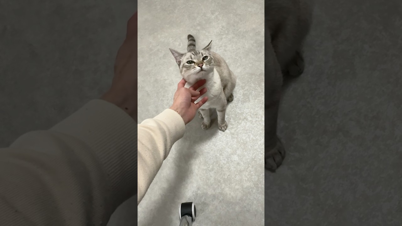 夜の去り際の猫　#シャムトラ #元保護猫 #シャムミックス  #cat #猫耳 #kitten  #猫耳 #siamesemix