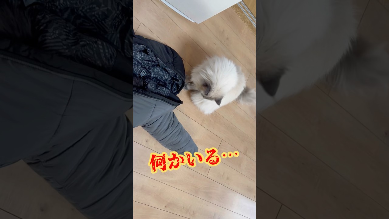 もふもふサイベリアンの猫たち
