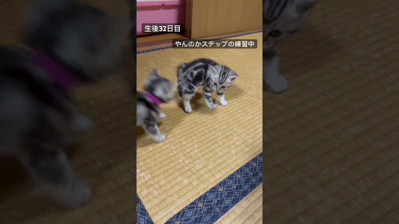 生後32日目。やんのかステップの練習中。#アメショ#アメリカンショートヘア#子猫#cat#cats#猫のいる暮らし#猫のいる生活