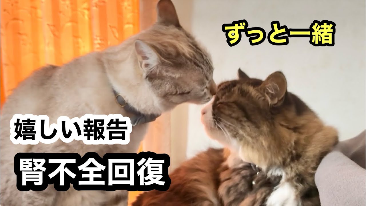 【嬉しい報告】猫たちに穏やかな日常が戻ってきました