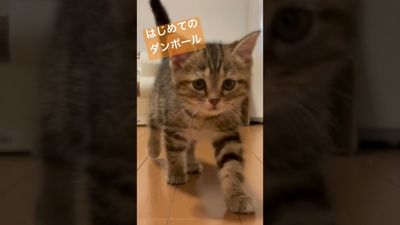 はじめてのダンボール#猫 #cat #アメリカンショートヘア #americanshorthair #アメショ #ビビネネ#ネコ #ねこのいる生活 #猫ミーム#猫写真部#猫のいる暮らし