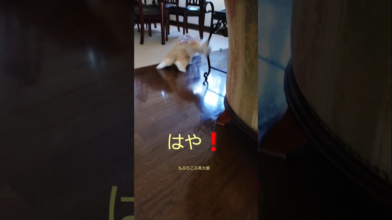 意外と素早いメインクーン🔥