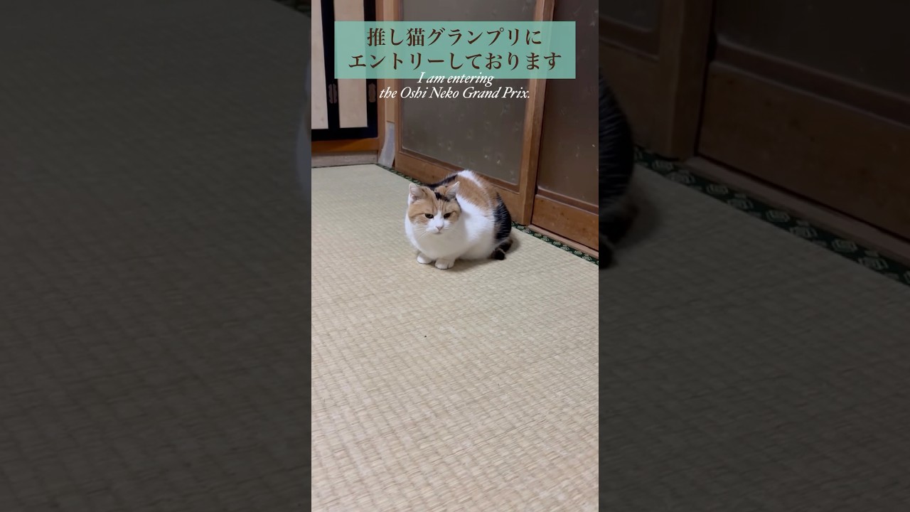 【三毛猫】推し猫グランプリに出場中のミケ